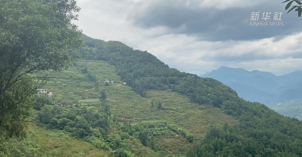 新华全媒+｜重庆万银村：发展山间果林种植带动村民致富